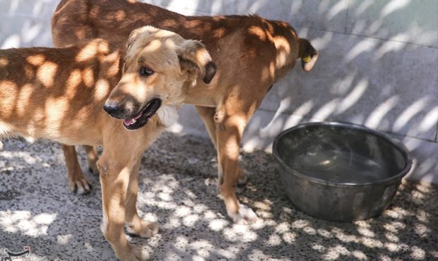 تزریق ۳۰۰۰۰۰ سرم ضدهاری در کشور طی یکسال تزریق ۳۰۰۰۰۰ سرم ضدهاری در کشور طی یکسال